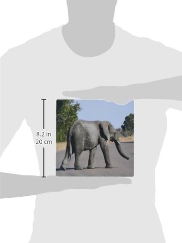 3drose LLC 8 x 8 x 0,25 polegadas elefante Kruger no rato da estrada Pad