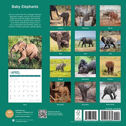 2023 Elefantes do bebê calendário de parede mensal por dia brilhante, 12 x 12 polegadas, safari fofo