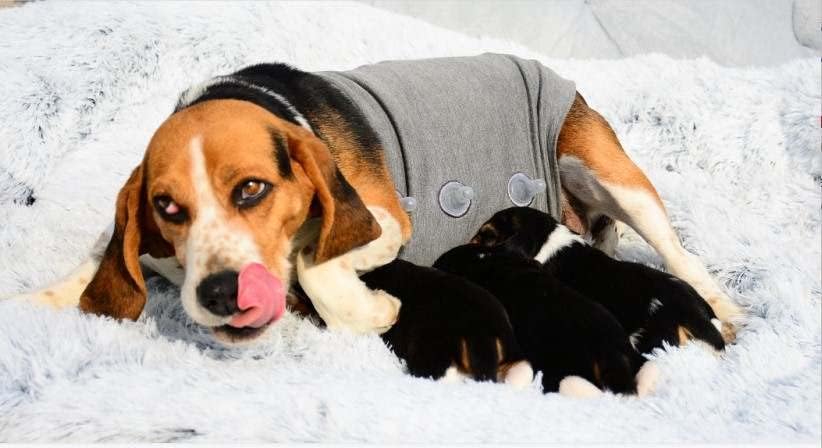 Vesto de ansiedade de cães com mamilo artificial | Broca de barriga de cachorro, reduzindo a ansiedade,