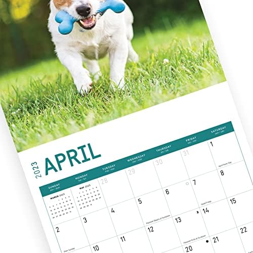 2023 Jack Russell Terriers Calendário de parede por dia brilhante, 12x12 polegadas, fofo adorável