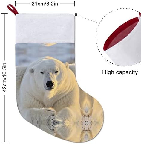 Imagens Polar Bear