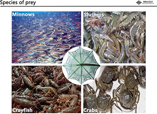 Brilisle Fish Trap Crab Trap Trap Minnow Trap, Crawfish Bait Bait Bait para armadilha de pesca para camarão