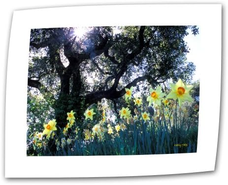Daffodils Artwall e o carvalho 12 por 18 polegadas de tela plana/lamada por Kathy Yates com borda