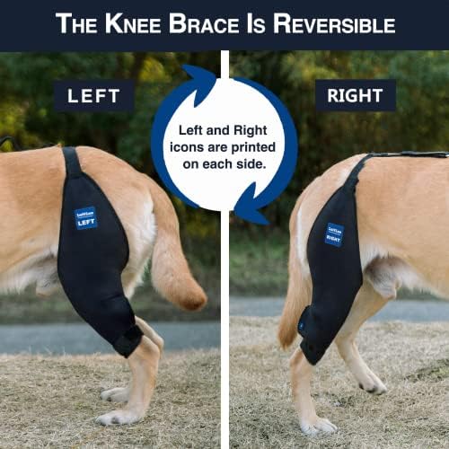 Lufelux Dog Knee Brace com cinto e cinto de conexão, leve e elástico, suporte para a perna traseira