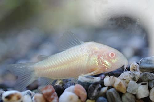 Criaturas de natação 5 albino corydoras, corycats albinos, peixe -gato aquário de água doce